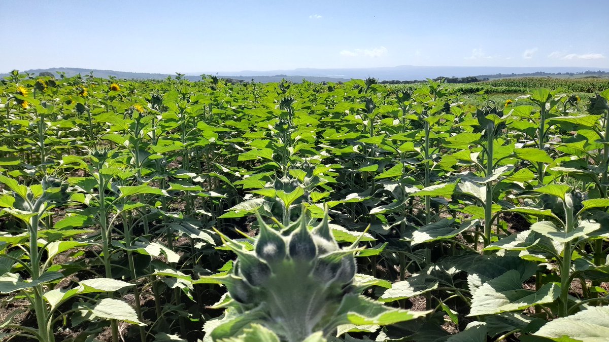 David_Agronomy's tweet photo. New Sunflower variety 8511 looking incredibly uniform - and friendly to harvest. https://t.co/LJuUvxh1QU