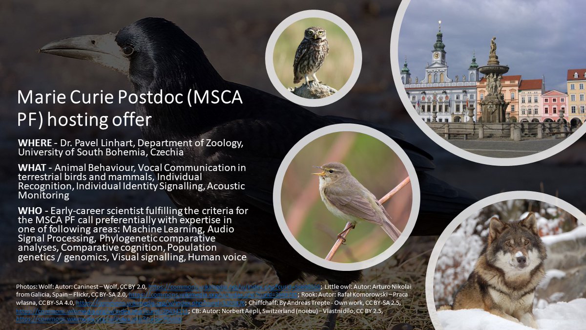 IDsignaling's tweet photo. Please RT my offer to host MSCA-21 postdoc in Animal Behaviour, Vocal Communication, Individual Recognition. Projects hosted in CZ have triple chance for funding! Deadline postponed to July 11. Details: https://t.co/ORYTRTsG5x https://t.co/X3UL7VhWDV
