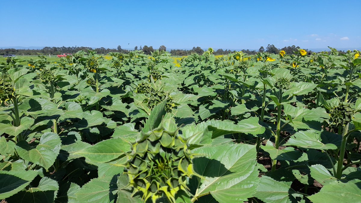 David_Agronomy's tweet photo. New Sunflower variety 8511 looking incredibly uniform - and friendly to harvest. https://t.co/LJuUvxh1QU