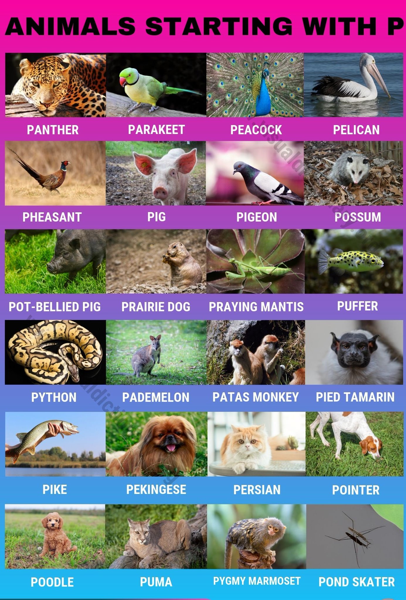 learn English on Twitter: learn English on Twitter: