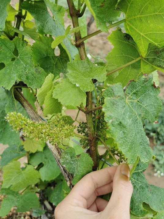 perislanguedoc's tweet photo. Afin d’évaluer la quantité d'éléments minéraux présents dans la plante, les techniciens Péris réalisent des #prélèvements de #pétioles à différents stades de la #vigne, pour répondre à ses besoins nutritifs.
 #fertilisation #biostimulation
@Frayssinet_sas @VinsduLanguedoc https://t.co/9Uu2Uw3RXV