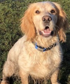 #STOLEN #DOG TED 6 MONTHS MISSING Male #Sprocker Ted was taken with violence from #Morden #London #SW20 15th December 2020 #BringTedHome Family are heartbroken & need #Ted back home #StolenDog #PetTheftReform @SAMPAuk_ @FindTedSW20 @metpoliceuk doglost.co.uk/dog/162951