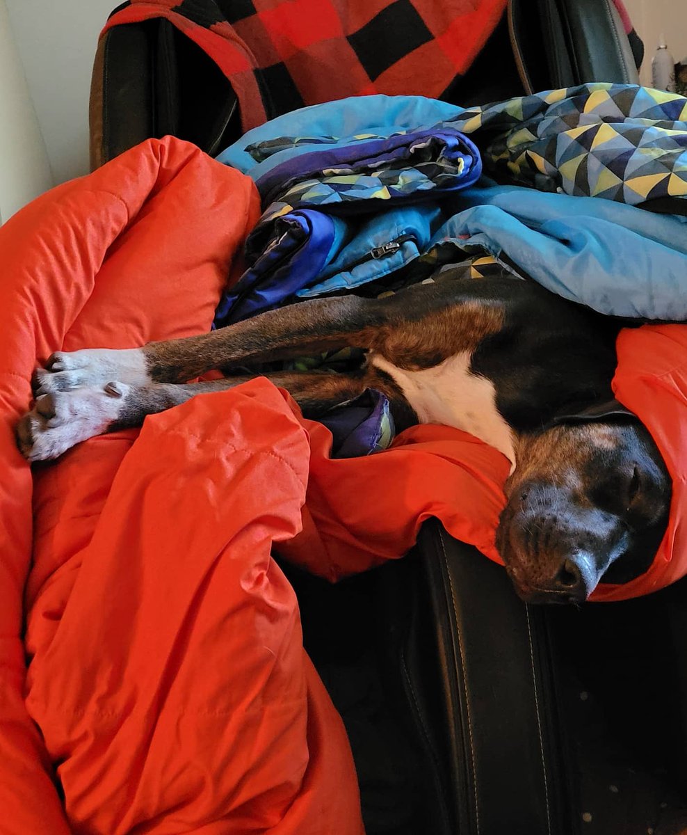 The furry kids enjoying the sleeping bag.  #gooddog #lovemydogs