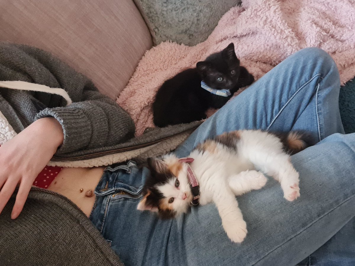 peachygemma93's tweet photo. I am devastated from having to bury my 11week old kitten today and the fear for my other 4 cats who r also sick as a result of a manufactures negligence #FoldHillsFoods #Applaws #PoisionedCats #CollectiveAction #HugeVetBills #SeekingJustice #Pancytopenia #FSA #AnimalWelfare #RVC https://t.co/OkEmrdVRU5