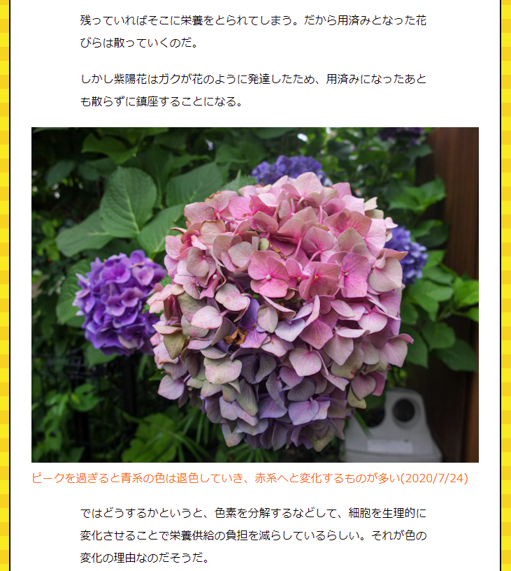 デイリーポータルz アジサイの花の色 土が酸性かアルカリ性かによって変わる のは有名ですが 実はもう一つの変化があります それが 枯れかけたとき 単に茶色くなるのではなく青系が赤系の花になったり もともと白かった花 がグラデーションカラーへと