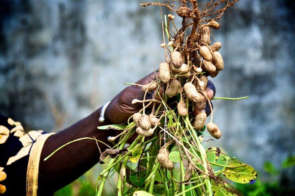 aobadairo's tweet photo. #DidYouKnow?
Affordable foods come from smallholder farmers through traditional knowledge. If you agree, kindly retweetπ.
#food #smallholderfarmers #farmers #foodies #supportlocal #eatlocal #naijafoodies #lagosburgerweek #aobadairo https://t.co/tGdzutKhhu