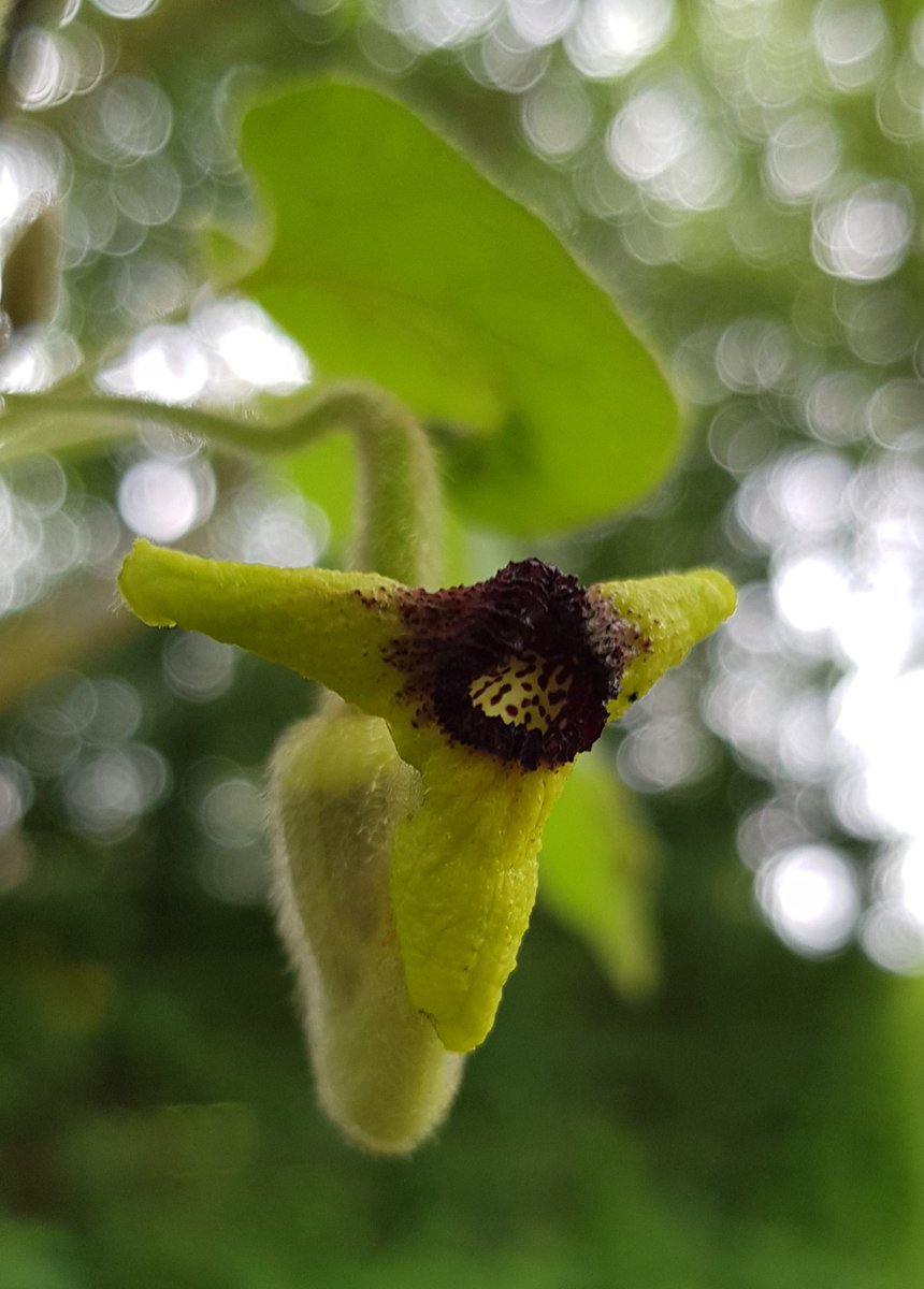De bloem van #Aristolochia zeer bijzonder; die naam alleen al!!
