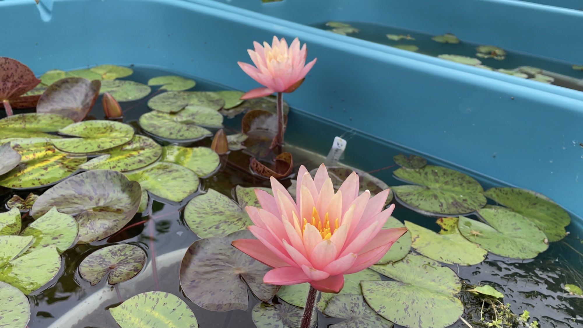 21年発売 レア品種 蓮 ハス 水生植物 水草 ビオトープ メダカ 6月4日にて終了 再落無しです Sucasa Com Ve