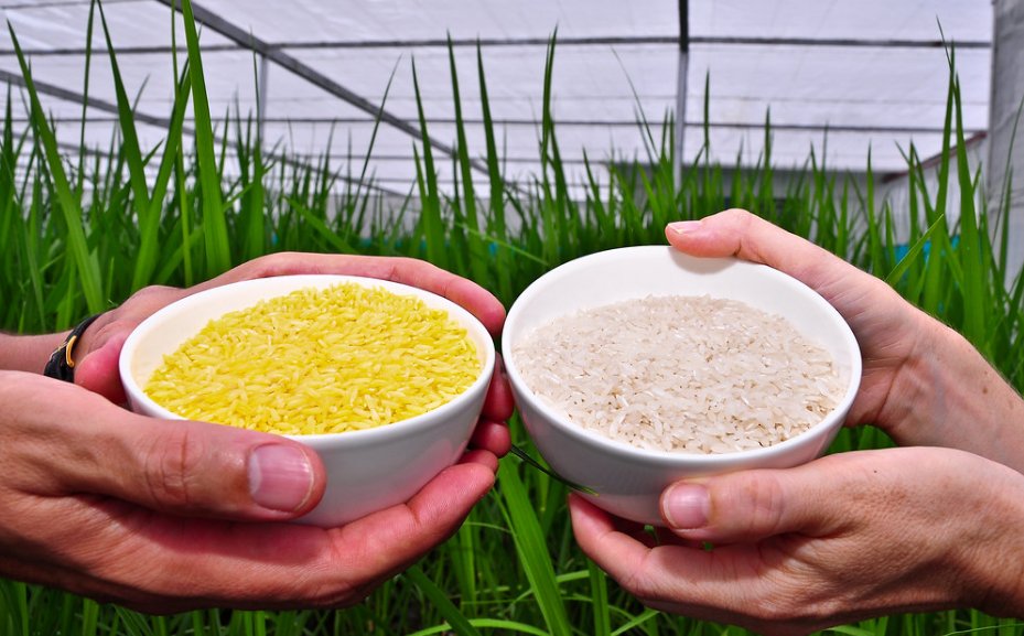 Hi Everybody! I have a student that wants to participate more in #scicomm.  She wrote this piece about Golden Rice mythbusting on <a href="/Medium/">Medium</a> - please give her a follow and an RT!  Her name is Faith, she's a rising star in plant breeding.  @faithtwinamaani  faithtwinamaani.medium.com/busting-myths-…
