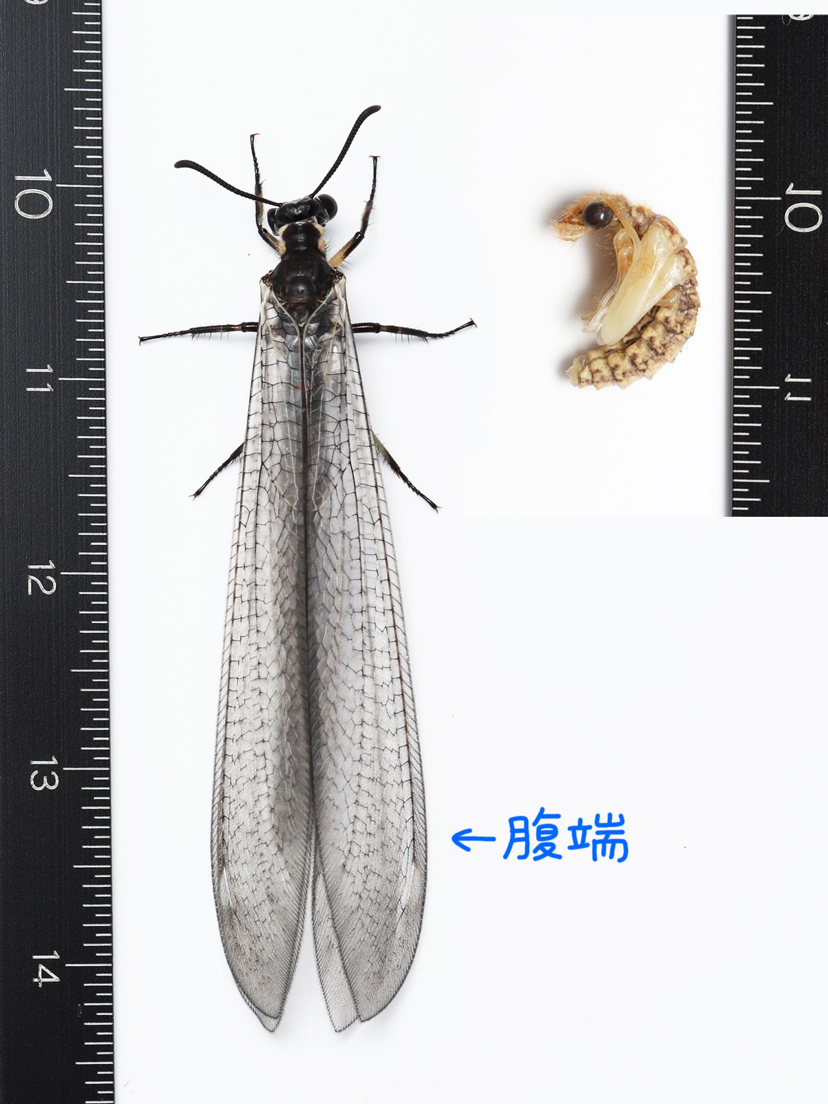 川邊透 コウスバカゲロウ アリジゴクの親 が羽化して一番びっくりしたのは 蛹からの巨大化ぶり 翅に隠れて見えないけど 腹端がこの位置です 翅が伸びるのはまぁ理解できるとして 腹部も3倍ぐらいに伸びるとは T Co Nacbkhq4mz Twitter