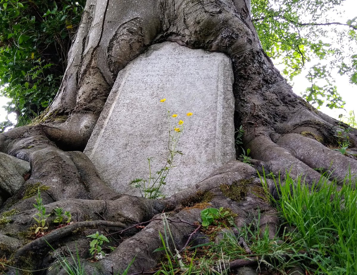MearnsColin's tweet photo. A headstone in the process of being swallowed by a tree in Cathcart cemetery, Glasgow. #grave #cemeterywandering #cemetery #glasgow #naturetakingover #tomb https://t.co/TDr8tIfSZZ