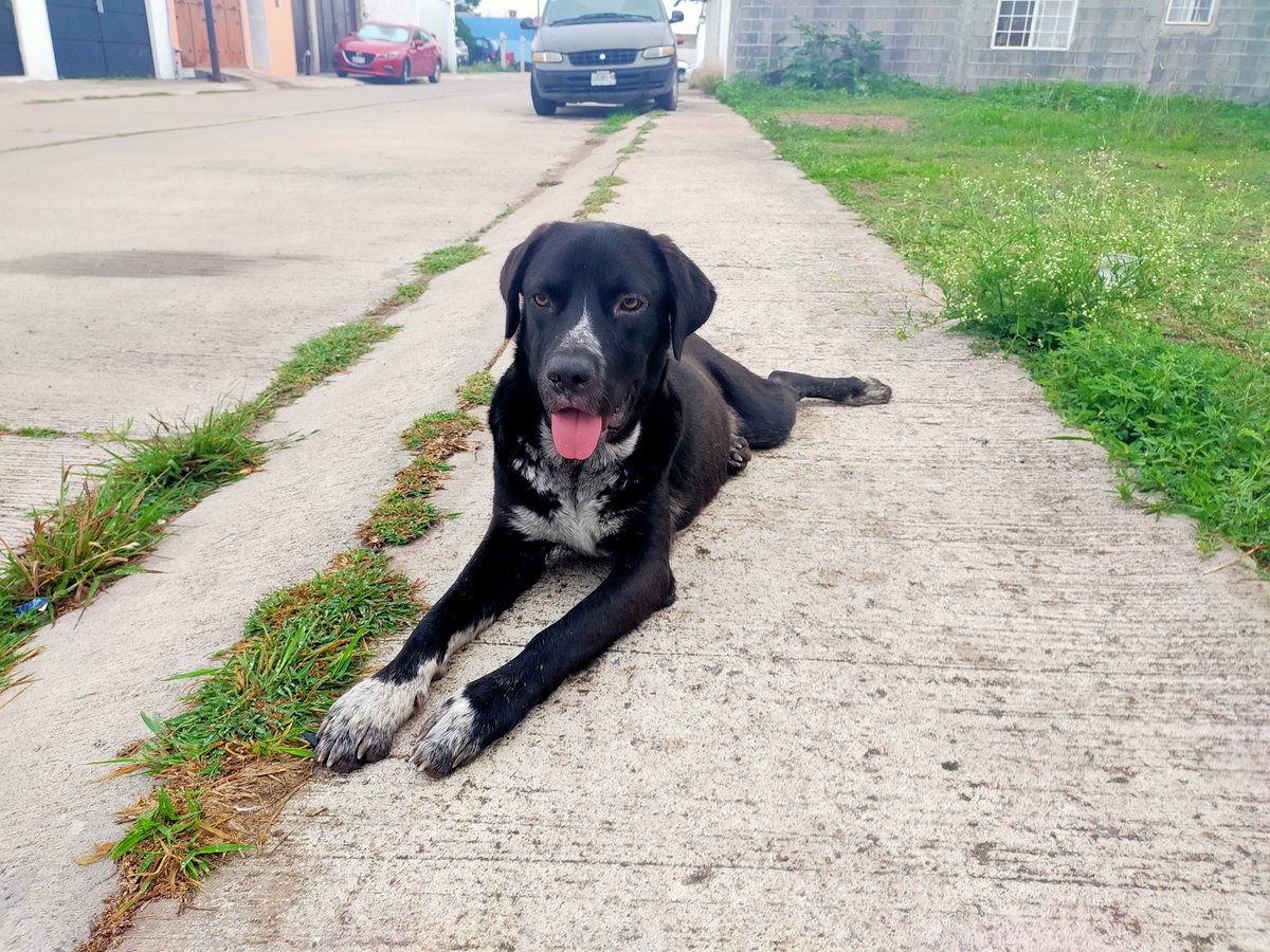 Guillermo Gonzálvarez 🇲🇽🏃⚾🇲🇫 tweet media