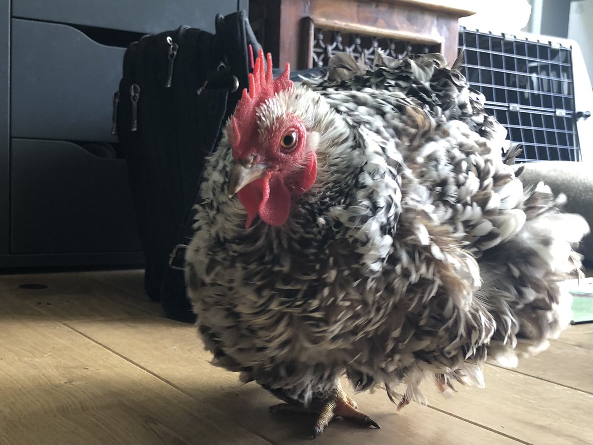 The joys of working from home...chickens in your office 💩