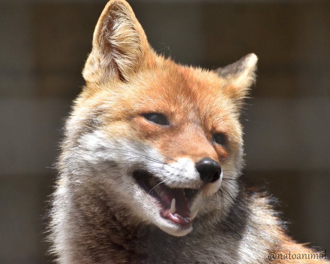 キツネのtwitterイラスト検索結果