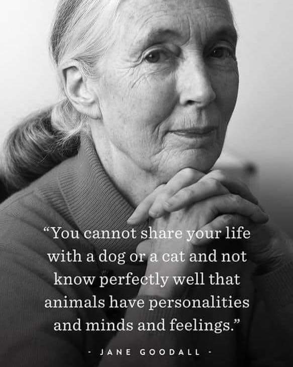 BuildingMadison's tweet photo. "You cannot share your life with a dog or a cat and not know perfectly well that animals have personalities and minds and feelings." Jane Goodall #animals #pets #dogs #cats #furbaby https://t.co/Lg76BnNWmI