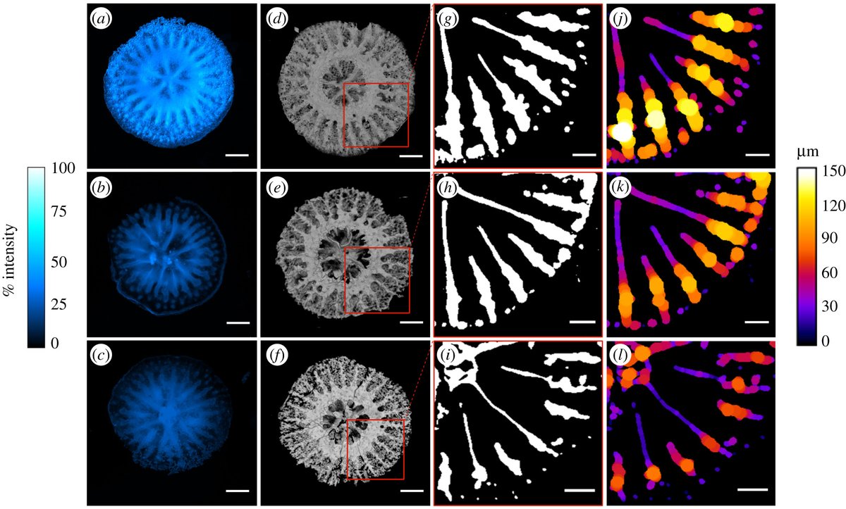 FedeScucchia's tweet photo. One of the figures of our new paper, showing the changes in skeletal growth patterns in coral primary polyps with decreasing pH @MassTali @HolliePutnam 
Go check it out 👇🏼
https://t.co/YCi3ieo88Y
#ProcB @RSocPublishing @ERC_Research @NSF @UofHaifa https://t.co/WSxvHCmdVw