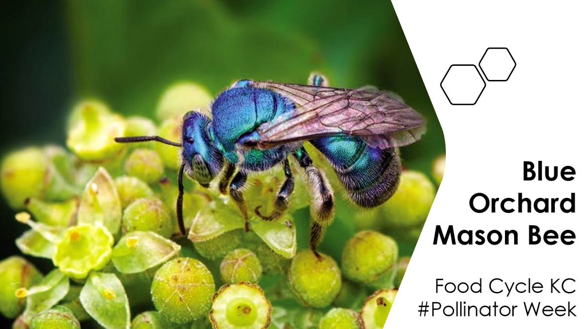 Not all bees are yellow! Solitary bees like the Blue Orchard Mason Bee are far more effective pollinators than honeybees, and less likely to sting humans! Many solitary bees nest in the ground, cracks in bricks and cement foundations (hence mason bees). 
#pollinatorweek