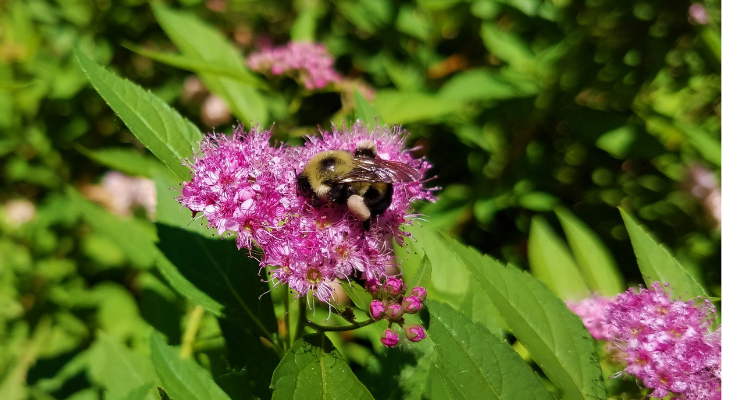 Illinois Extension tweet media