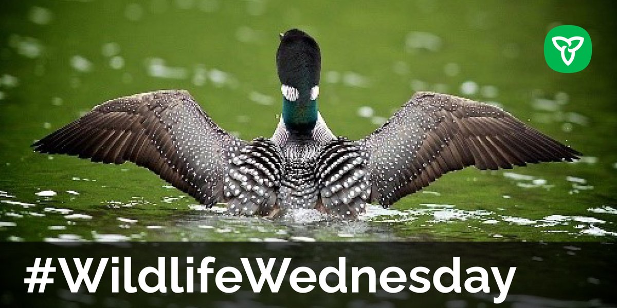 ONresources's tweet photo. DYK? Young common loons eat about 40% of their body weight daily. Learn more about this great Canadian icon at https://t.co/uxAweQ1edC

#MNRFScience #waterfowl #birds #WildlifeWednesday #BreedingBirdAtlas https://t.co/AUOGpXuGCn