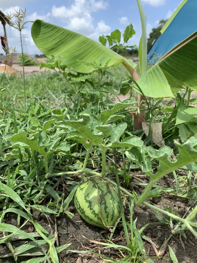 FreshWayAgro's tweet image. Water Melon. 
#organicgardening #freshwayagrofarm #freshway