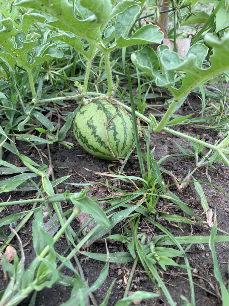 FreshWayAgro's tweet image. Water Melon. 
#organicgardening #freshwayagrofarm #freshway