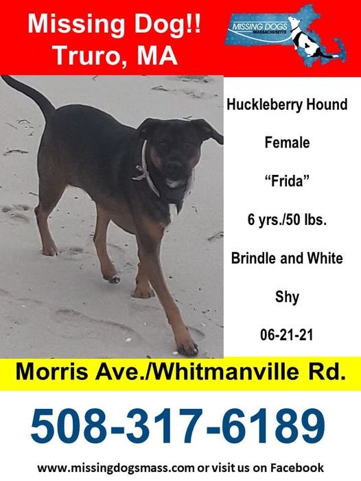 maryannemarsh's tweet photo. Frida is missing. She is a rescue dog and very skittish. If you see her please do not try to catch her as she will flee. Please call the number below. Last seen yesterday at Ballston Beach. Please RT. Thank you. #lostdogs #capecod #truro #mapoli https://t.co/0xHEufQg2c