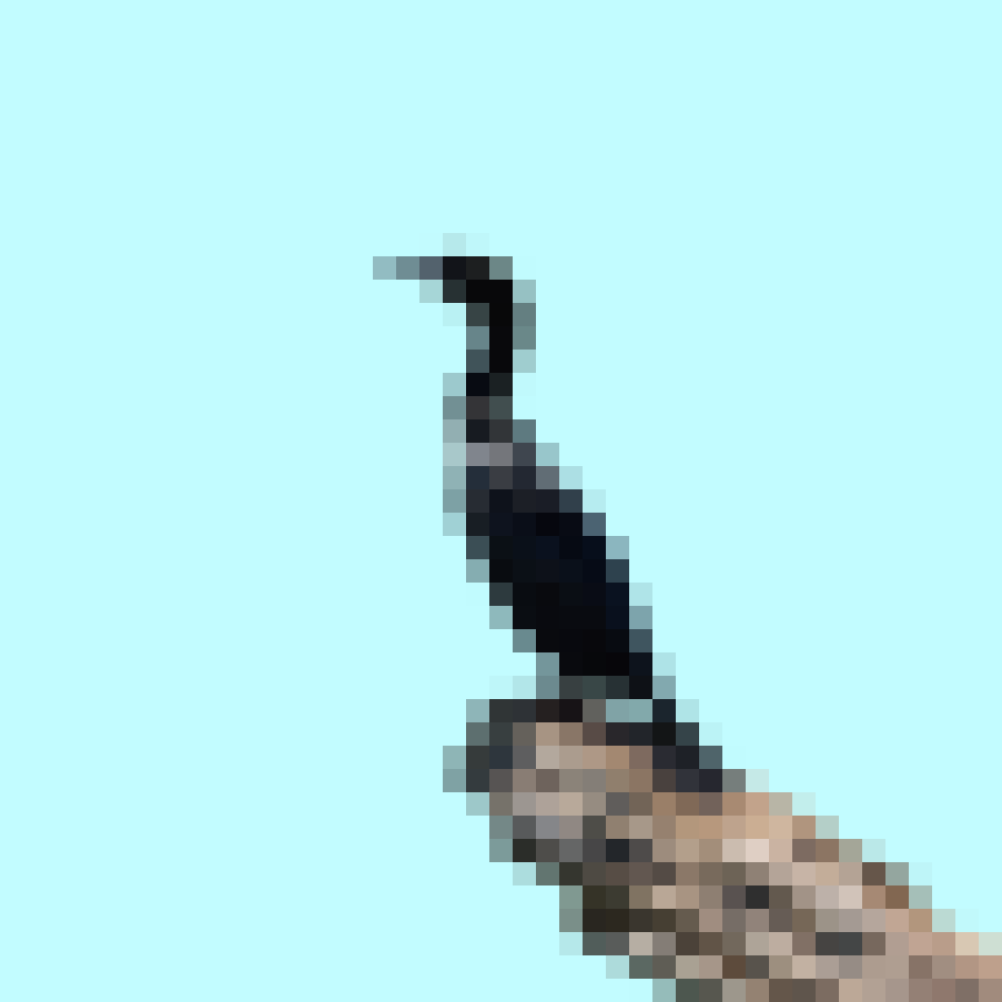 PxlightArt's tweet photo. Hey everyone, Silky Way Art (@IpekMorel) just sent me a gift! This is my first gift on #hicetnunc, a Pygmy Cormorant from @PixlBirds! Thank you so much!

Don't forget to check them out:
https://t.co/C69y8cEZnT
https://t.co/j2etBFTHld

#NFTCommunity #hicetnunc2000 #CleanNFT https://t.co/RErnWYBzWV