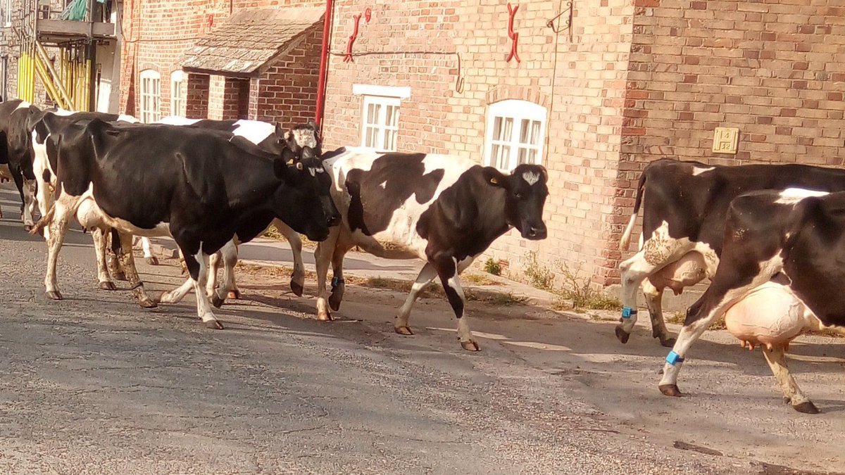 Ice_Robotics's tweet image. Find out how one Dorset farmer has achieved Zero Lameness in his dairy herd – check out the article here bit.ly/35KcVhI   #cowalert #zerolameness #healthyfeet