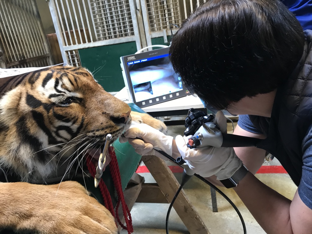 What do you do if you come face to face with a coughing tiger? Find out here...
yourvetspecialist.org/case-study/kar…