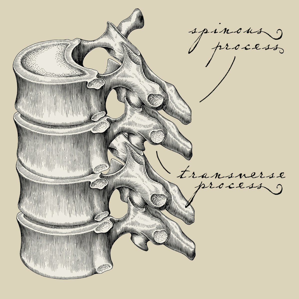 DrSteveAlbert's tweet photo. #Chiropractic Terms to Know: Process

Anatomically speaking, a process is a projection from a larger body. In the #spine, these are the parts of the vertebrae that protrude backward (spinous) and sideways (transverse). https://t.co/XSA9jDyj41