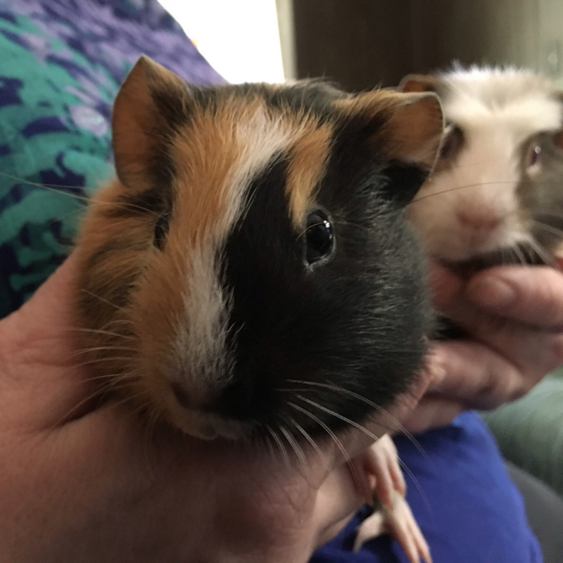 Guinea pigs play an important role in our lives. From being valuable companions to designated therapeutic roles, they contribute to our lives in many ways. 🐹
