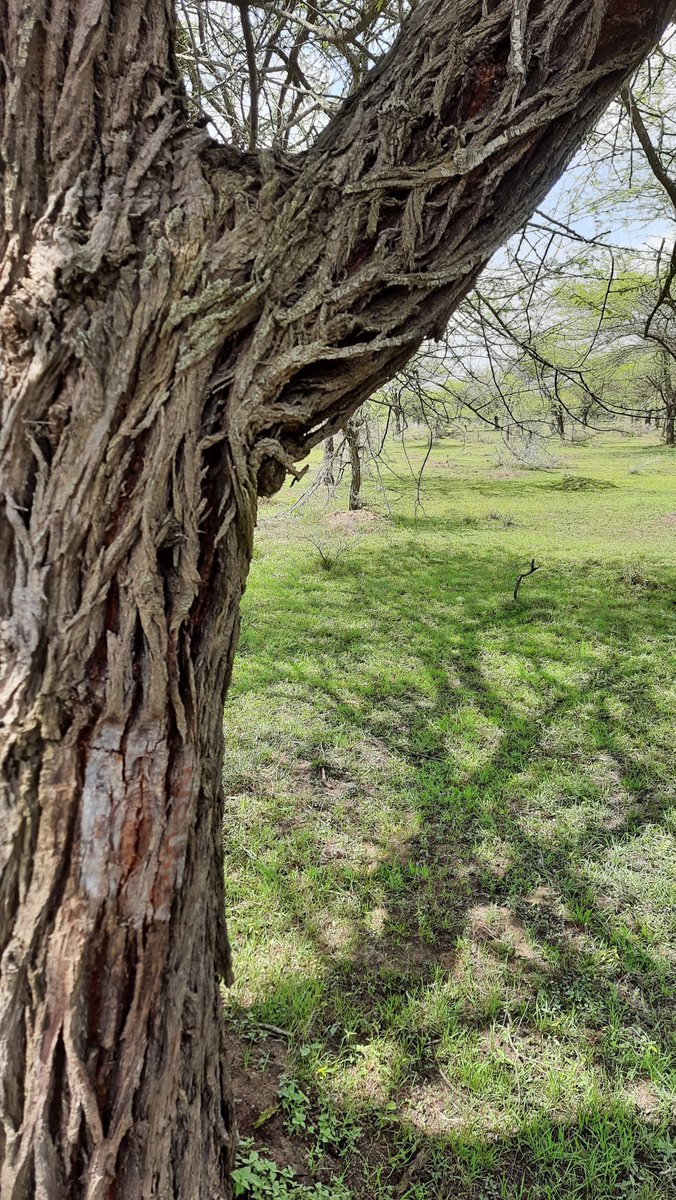 Forest department wants to cut all these ancient trees?
No survey or ecological study? 
What we as a team saw in a few hours not part of report for killing trees? 
#Hebbal_Nagwara_valley_project
#6k_trees #NBF #peacock #Bengaluru