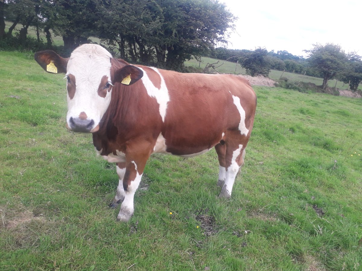 aurivo's tweet photo. Special Bullock and Weanling Bull sale tomorrow @ 11 am
@irebeefproducer @AurivoFarmProf @AurivoCo_op  @Sligo_Sucklers @prostargenetics https://t.co/455lW4v78z