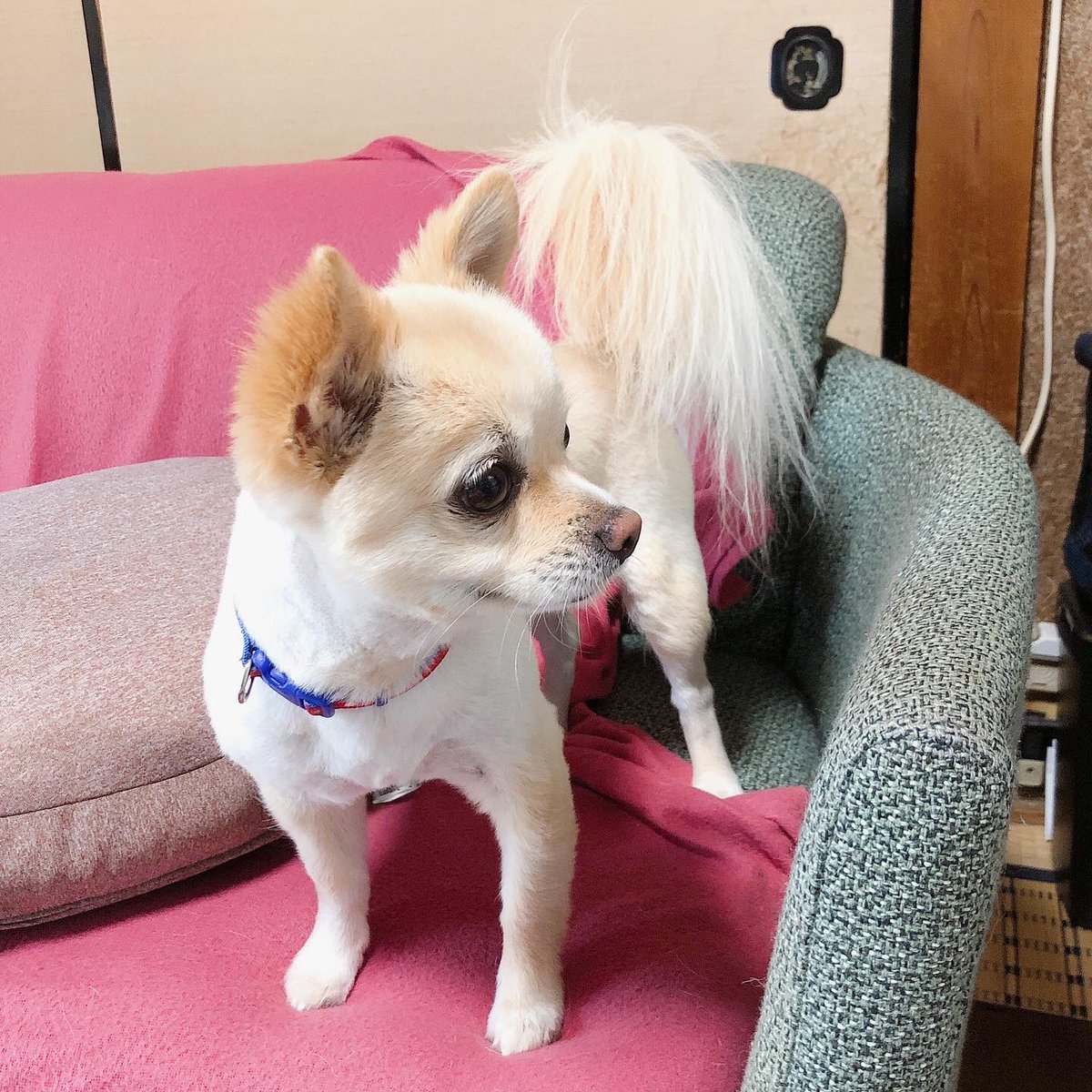 出勤トリミング プチ レノン 本日は岡崎市 チワワのブンちゃん 夏に向けてスッキリ ふわふわしっぽはそのまま お見送りありがとうございます 予約あいてます 夏本番前にカットどうぞ 岡崎市 トリミング 出張トリミング おうちトリミング 出勤トリミング プチ レノン 本日は岡崎市 チワワのブンちゃん 夏に向けてスッキリ ふわふわしっぽはそのまま お見送りありがとうございます 予約あいてます 夏本番前にカットどうぞ 岡崎市 トリミング 出張トリミング おうちトリミング