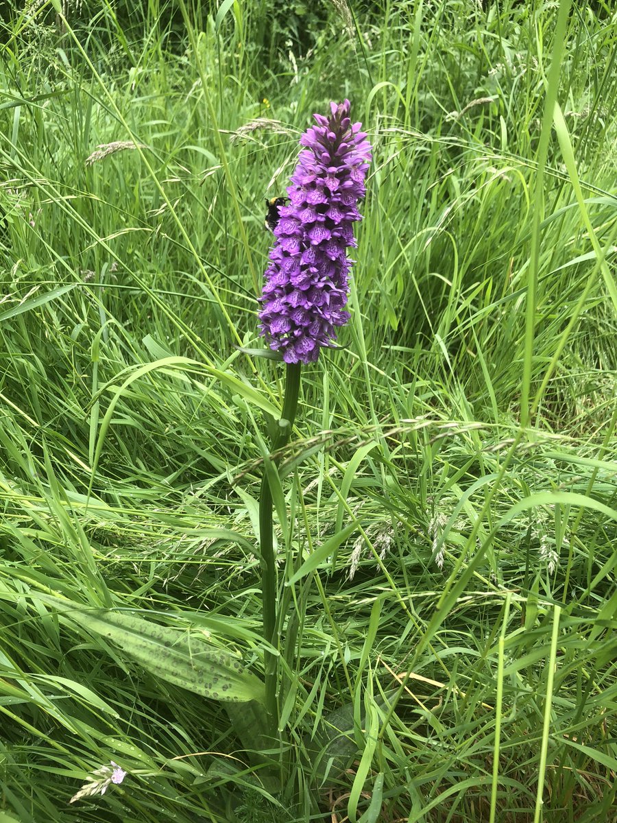 flisdiddy's tweet photo. Well hello there 👋🏼 Bee in a hybrid common spotted &amp; marsh orchid....I think 🤔 @BSBIbotany @Love_plants @Britainsorchids @ukorchids @EuropeanOrchids @wildflower_hour https://t.co/g3MAWaAnm1