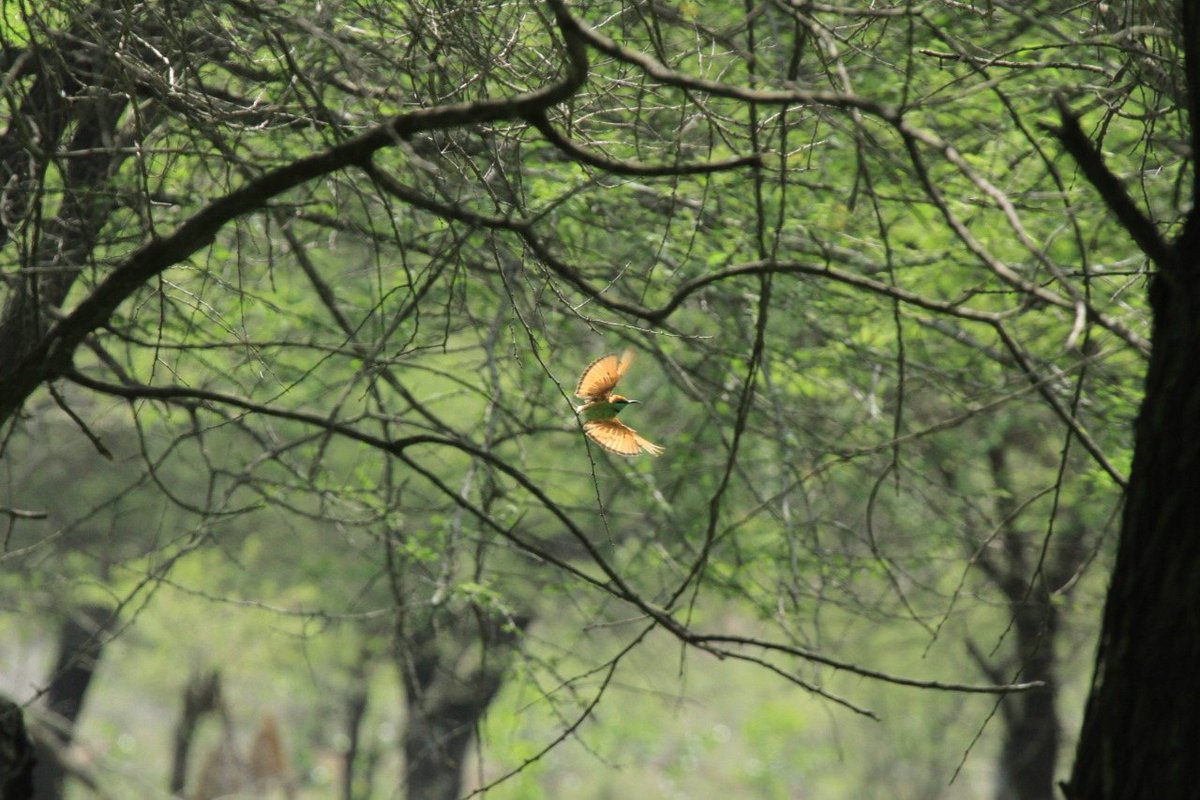 #save6316trees Say NO2HebbalNagawara lake project.Look at the ecosystem,the birds, farmers taking their cattle to graze here.All lost without the trees forming mini forest.Stop govt from chopping more trees for stupid ideas. <a href="/BSYBJP/">B.S.Yediyurappa</a> <a href="/ArvindLBJP/">Aravind Limbavali</a> <a href="/Jhatkaadotorg/">Jhatkaa.org</a> <a href="/Namma_Bengaluru/">NBF</a>