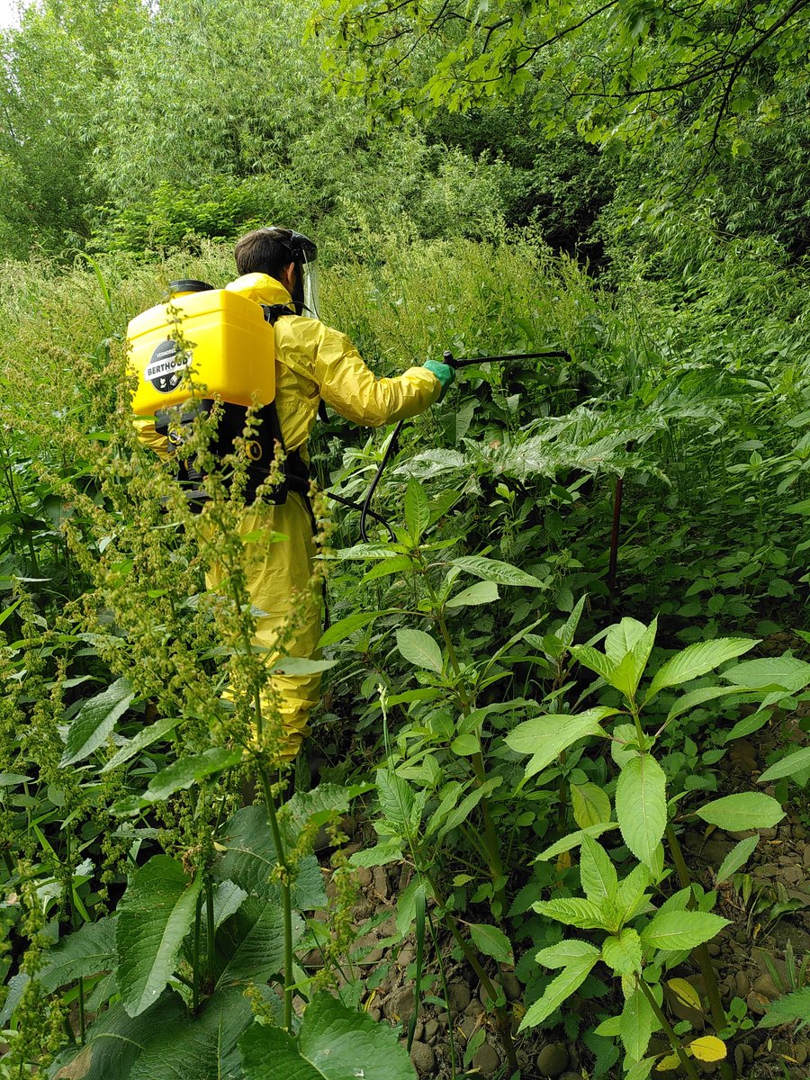 YISF__INNS's tweet photo. We have been out treating Giant hogweed along the river Colne today in Huddersfield as part of a project to tackle INNS within the catchment https://t.co/P1h4Y5TI4C