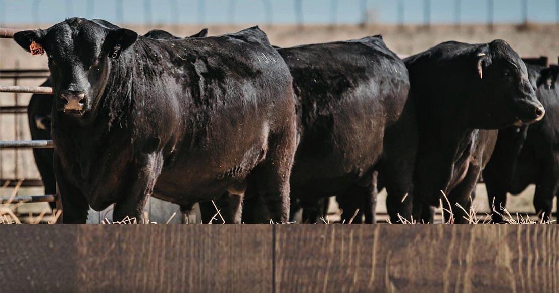 topdollarangus's tweet photo. TDA strives to enhance the cattle buying process by providing value-based, genetic analytics that strongly correlate to risk reduction. The precision that genetic verification adds helps fine tune profitability estimates creating opportunities to seek out more valuable cattle. https://t.co/ewd93WvaSI