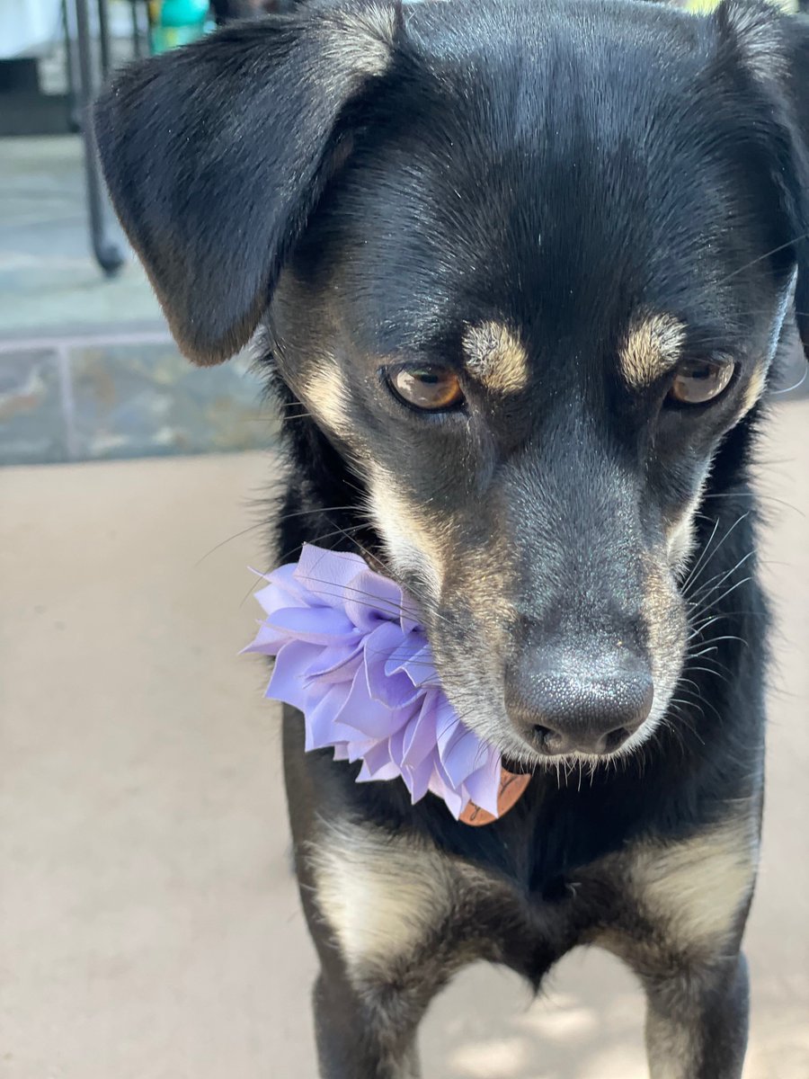 HelloHazelCo's tweet image. Sometimes a girl just needs a little flower for the occasion!   ❤️  #dogsoftwitter #etsyshop #WEDDINGPHOTOGRAPHY