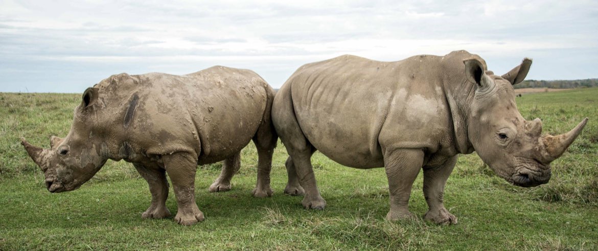 White Rhino Token tweet media