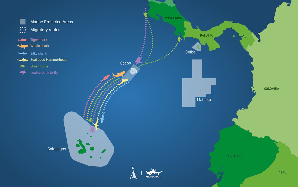onlyone's tweet photo. For the first time ever, a #tigershark has been recorded moving between 2 Marine Protected Areas. The shark was tagged in 2014 in the #Galapagos and has now surfaced 7 years later in Cocos Island #CostaRica, 700km away. It proves the need to protect and connect migratory routes https://t.co/4L3Ls9pc8R