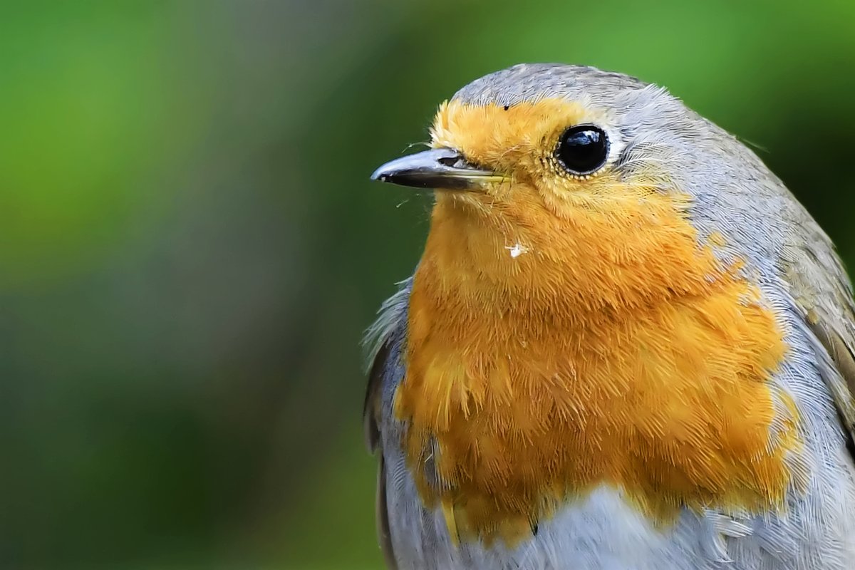 Our little Susie keep a eye on me in the Garden what a little beauty 😍 #Twitter #TwitterNatureCommunity #nature #photooftheday #inmygarden #SusieFriend @BTO_GBW @GARDENATURE @ukgardenbirds