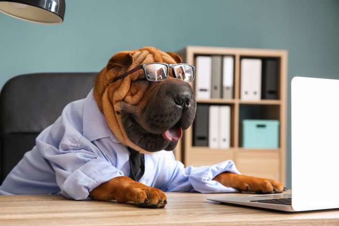 furbabies_ltd's tweet photo. Friday 25th June is #BringYourDogToWorkDay 🐕🐩🦮🐕🦺 Join in the fun! Post a picture of your #furbabies @ work & tag us - best photo wins a H&H collar & lead set (collection from store) 🐾🐶 #birmingham #birminghamlife #birminghamdogs #harborne #harbornelife #harbornedogs https://t.co/DElLm3LygH