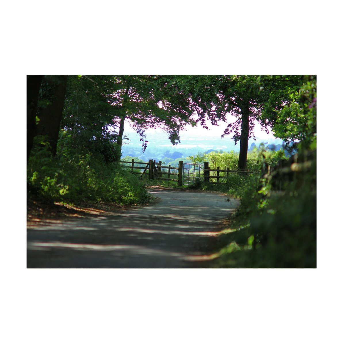 A shady lane for you

#britishlandscape #ruralengland