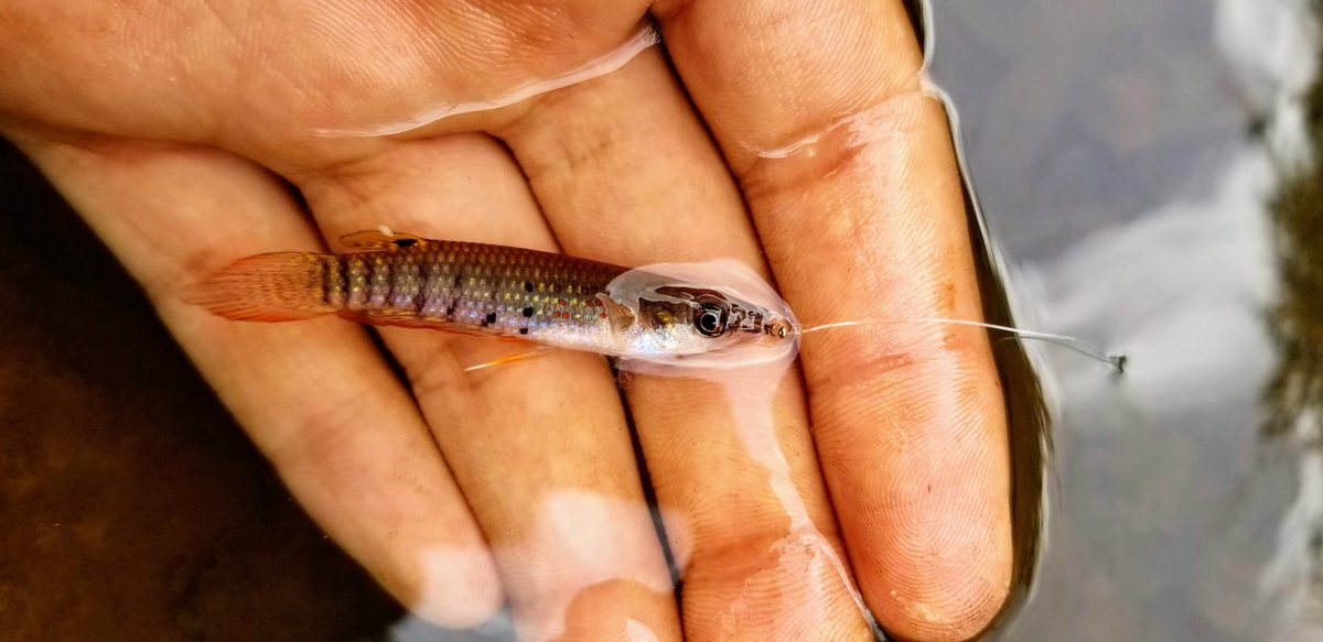 aan_an_adventur's tweet photo. All over the world biodiversity hotspots are going through extinctions where biodiversity loss is extremely high. Whilst a lot of the focus goes to the mammals and herpetofauna in those areas, fish often get overlooked. These hotspots encompass freshwater systems too. https://t.co/Y0hksf28mX
