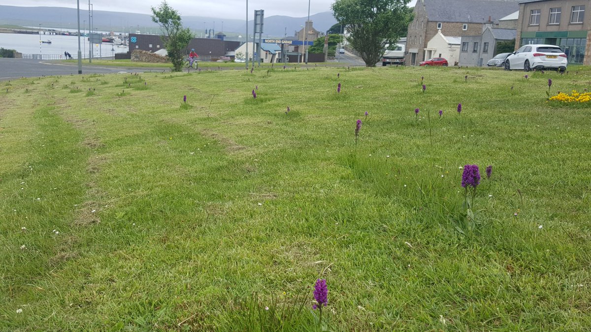 oakleyG12's tweet image. How they strim in Stromness @ukorchids