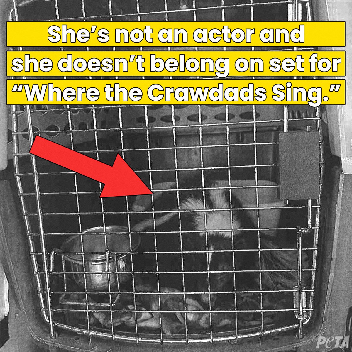 Please #DeliaOwens—don’t let “Where the Crawdads Sing” become “Where the Animals Cry.”

Your book inspired millions to respect nature & animals, but now @CrawdadsMovie has crated, transported, and exploited skunks and seagulls.

Tell them to keep wild animals off set!