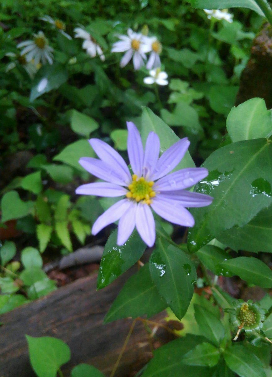 野の花 6月24日 木 おはようございます 梅雨空に 負けない爽やかな気持ちで1日をお過ごしください 人を明るくしてくれる野に咲く花 今朝の花は キク科 コヨナメ 里山の麓で 見かけた野菊 花言葉 隠れた美しさ 花言葉通りです 野の花 6月24日 木 おはようございます 梅雨空に 負けない爽やかな気持ちで1日をお過ごしください 人を明るくしてくれる野に咲く花 今朝の花は キク科 コヨナメ 里山の麓で 見かけた野菊 花言葉 隠れた美しさ 花言葉通りです