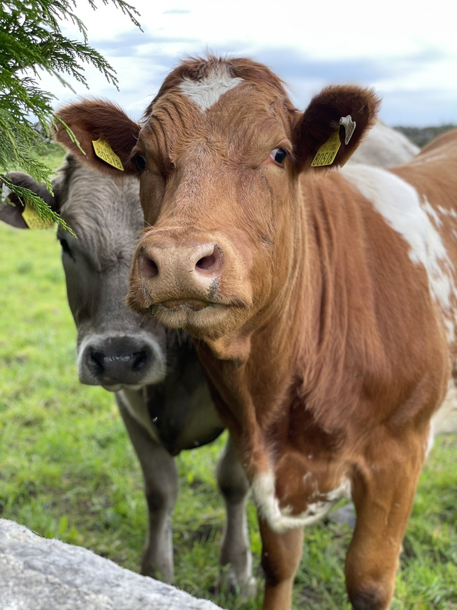 dvandekamp30's tweet photo. @pattmlatimes @gofundme I would gladly donate to that cause. Cows are my friends. #veggiepowered https://t.co/73fWIgTeAG