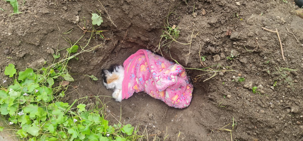 peachygemma93's tweet photo. I am devastated from having to bury my 11week old kitten today and the fear for my other 4 cats who r also sick as a result of a manufactures negligence #FoldHillsFoods #Applaws #PoisionedCats #CollectiveAction #HugeVetBills #SeekingJustice #Pancytopenia #FSA #AnimalWelfare #RVC https://t.co/OkEmrdVRU5